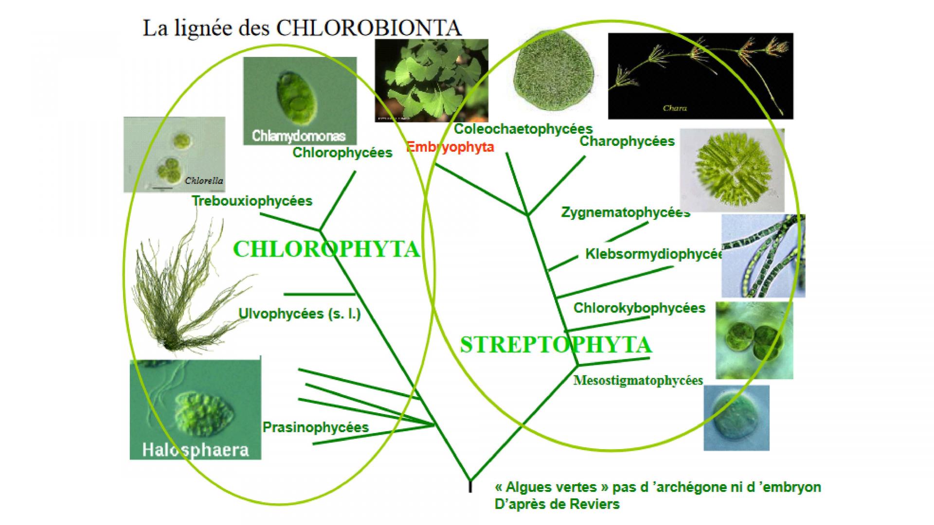 classification des algues