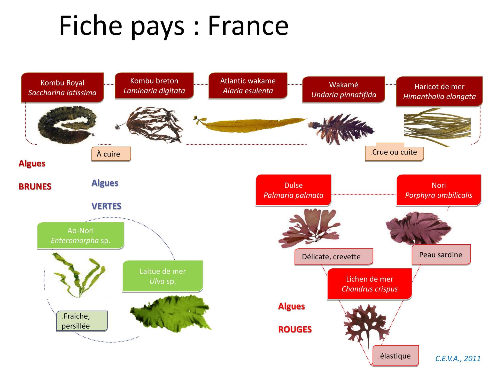 Algues - Caractéristiques, Utilisations et Bienfaits - Phytothérapie -  France Minéraux