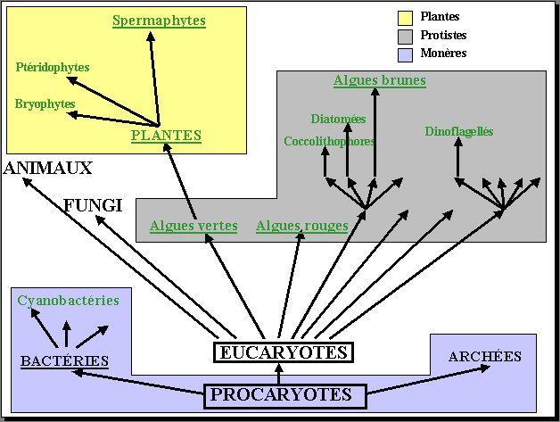 Algues vertes - Les Taxinomes