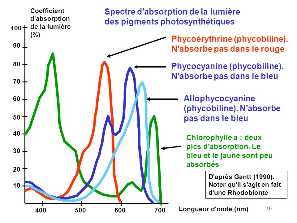 Spectre d absorption de la lumiere des pigments photosynthetiques
